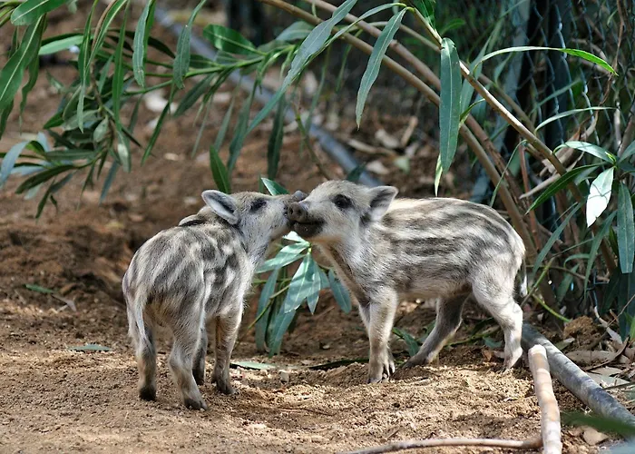 Курортный комплекс Park - 4*