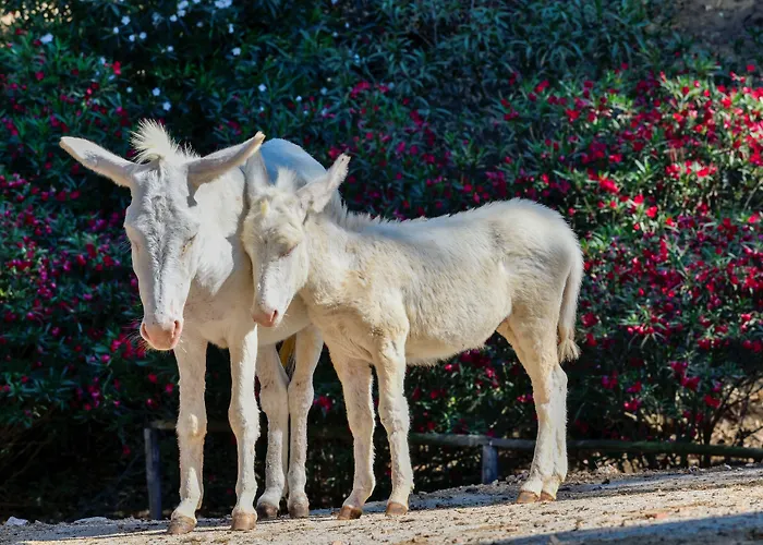 Курортный комплекс Park -